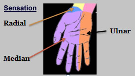 The Master Surgeon | Hand and wrist innervation