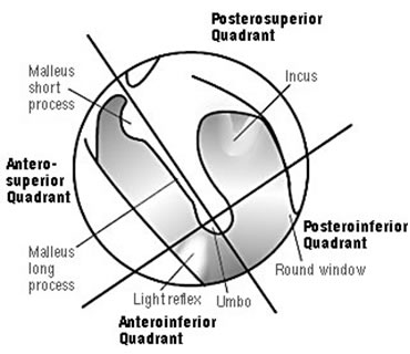 ear drum